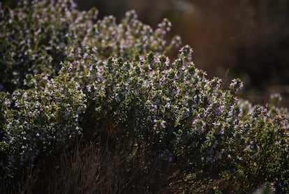 a thyme plant