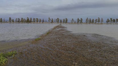 Arrossars del delta de l'Ebre inundats d'aigua de mar.