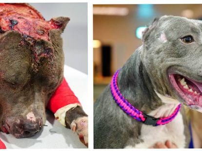 La 'pit bul'l Betsy, utilizadA como 'sparring' en peleas de perros, antes y después de recibir el tratamiento.