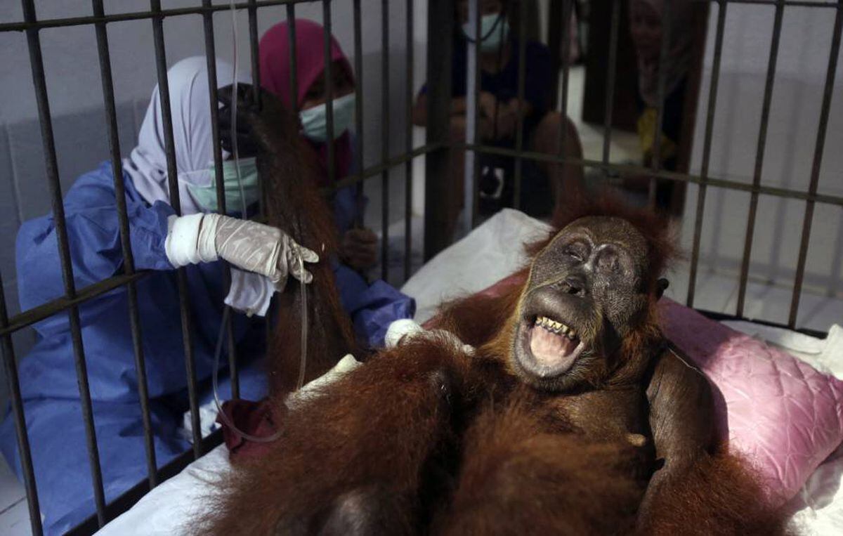 ‘Hope’, la orangutana que sobrevivió a 74 disparos de perdigón en