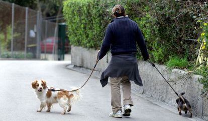Una voluntaria pasea perros de la perrera municipal de Barcelona.