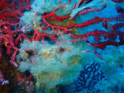 El fondo marino del Cap de Creus, con las nuevas algas invasoras.