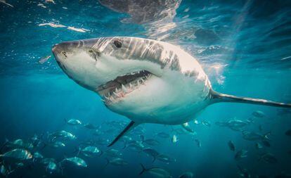 Un gran tiburón blanco en las islas de Neptuno en el sur de Australia.