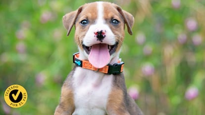 Probamos los mejores collares antiladridos. GETTY IMAGES.