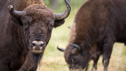 Bisontes en la finca en Cubillo, Segovia.