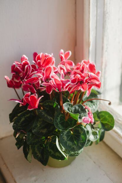 El 'cyclamen', una planta bulbosa con flores que exploran la paleta de rojos y rosas.