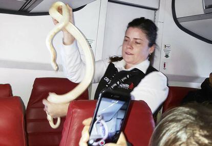 Una azafata sostiene a la serpiente que hab&iacute;a escapado en pleno vuelo en Alaska.