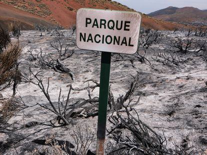 El Parque Nacional del Teide, el 25 de agosto tras el paso del incendio forestal que afectó a gran parte de la isla de Tenerife.