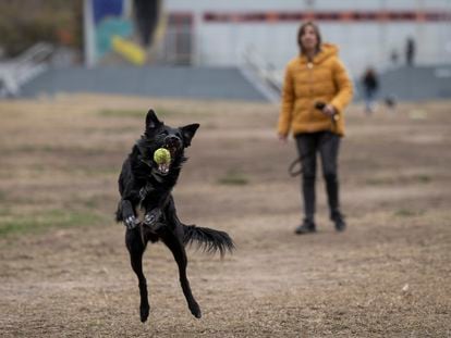Una mujer juega a pelota con su perro en el parque Joan Miró.