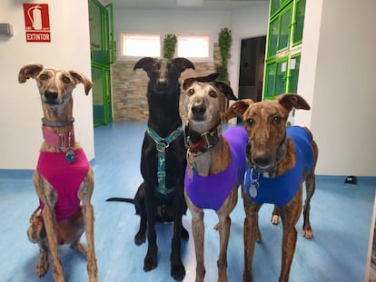 Several dogs spend the day at the Animal Solución nursery in Madrid