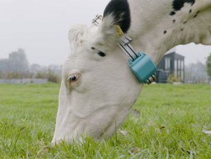 Una  start-up  utiliza  collares inteligentes  en vacas para incrementar la producción de leche