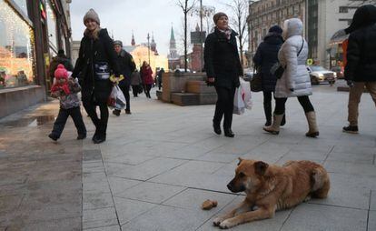  Un perro callejero en la calle de Tverskaya de Mosc&uacute; el pasado diciembre.