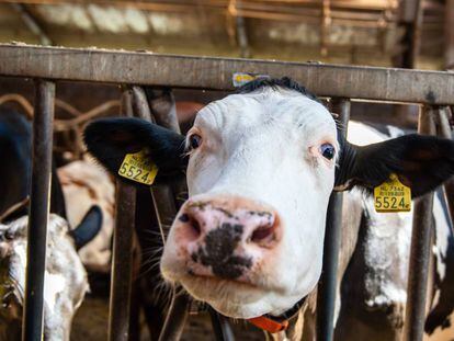 Esta vaca holandesa puede estar tranquila: la leche sintética no procede de miembros de su especie. Ni de ningún otro animal.