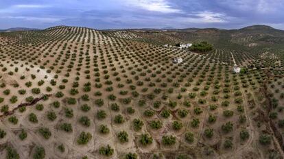 Camp d'oliveres al municipi d'Escañuela (Jaén).
