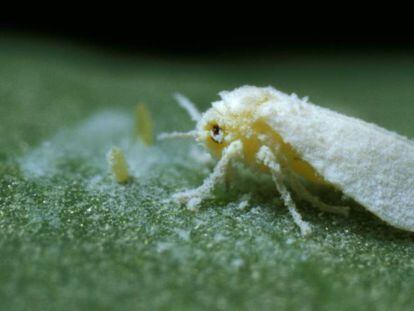 Un ejemplar de mosca blanca, en una planta infectada.