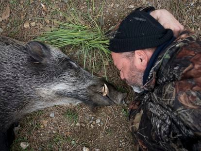 Batida de jabalíes en Collserola, donde una treintena de cazadores abatieron a tres ejemplares.