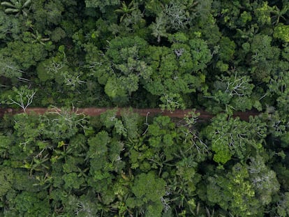 Camino hecho por campesinos indígenas en el Parque Nacional Natural de Chiribiquete (Colombia), fotografiado en marzo de 2022.