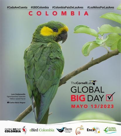 Cartel de la celebración del Global Big Day en Colombia.