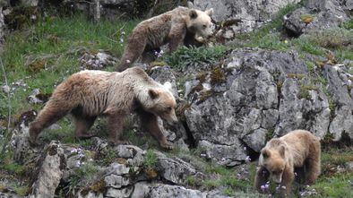Cómo estos osos pardos evitaron su extinción y ahora impulsan la economía de Asturias