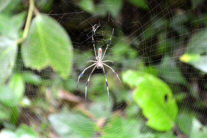 Es fácil ver a la araña de oro en el parque nacional de Cahuita, en el Caribe sur de Costa Rica.