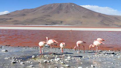 Flamencos en la Laguna Colorada de Atacama.