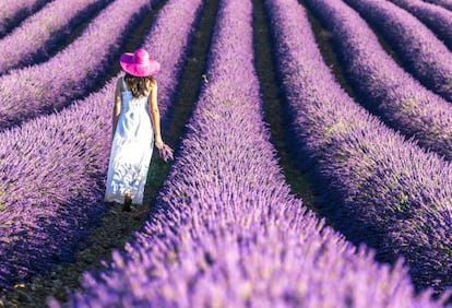 Campo de lavanda en Le Plateau de Valensole, en la Provenza.