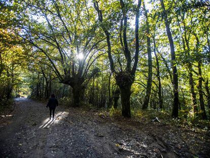 Una mujer atraviesa el ramal histórico del Camino afectado por la mina de cobre en O Pino.