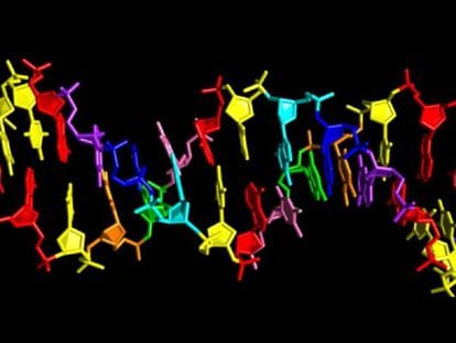 Modelo del ADN artificial de ocho 'letras'.