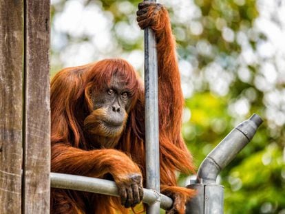 Puan, el orangután más viejo del mundo, en una foto cedida por el zoológico de Perth.