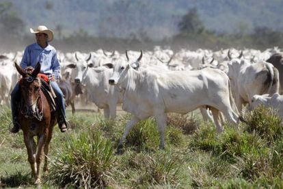 Ganadería en São Félix do Xingu, en el Pará