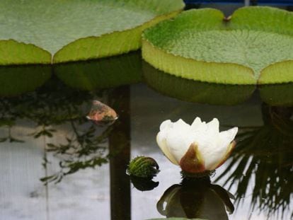 Flor de la 'Victoria cruziana' de Vigo que esta madrugada ha eclosionado, fotografiada por sus cuidadores cuando empezaba a cerrarse esta mañana.