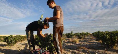 Dos jornaleros recogen uvas en una finca madrileña.