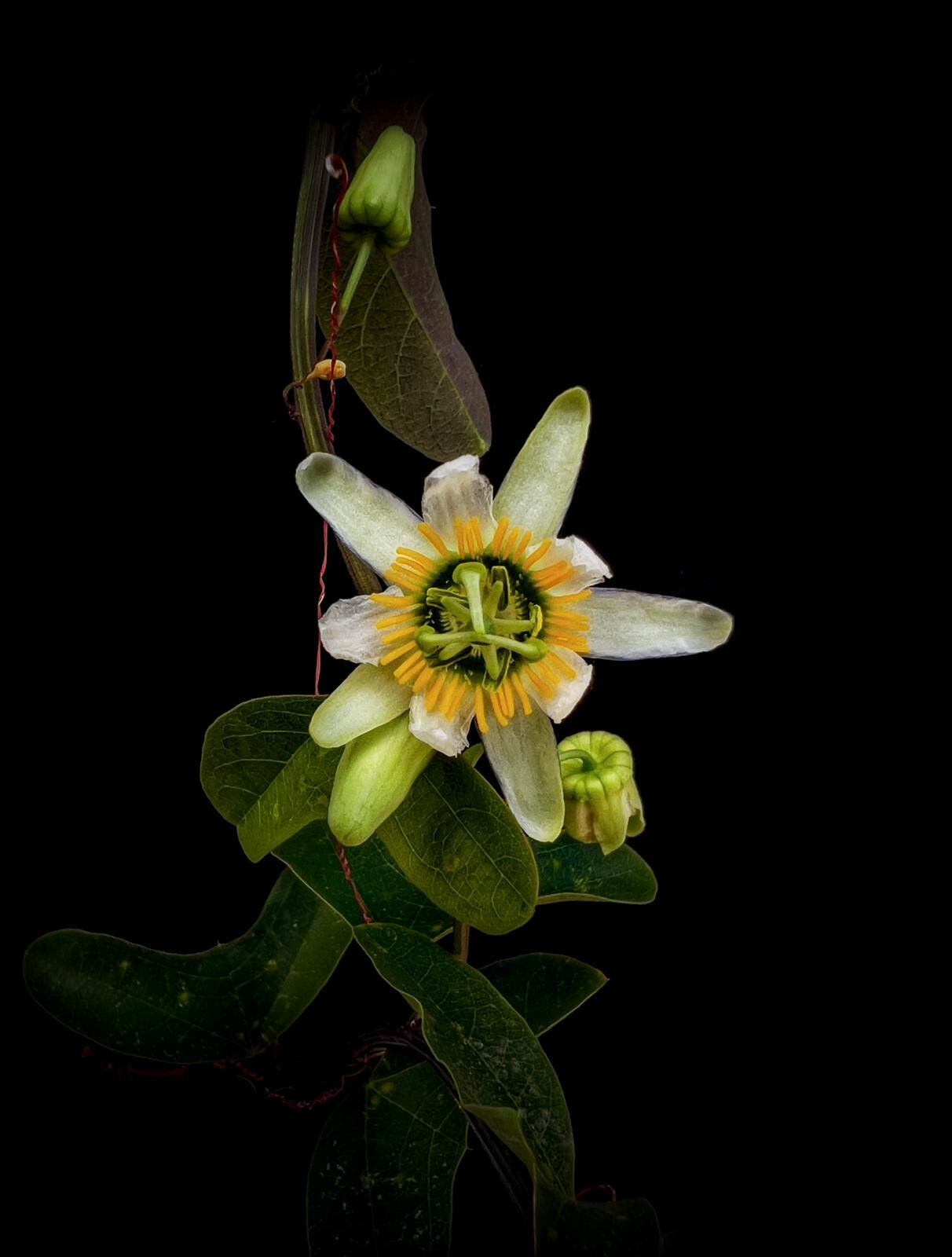 Passiflora biflora (Flor de la pasión).