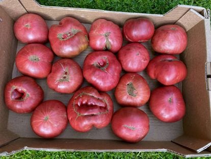 Tomates morunos. J.C. CAPEL