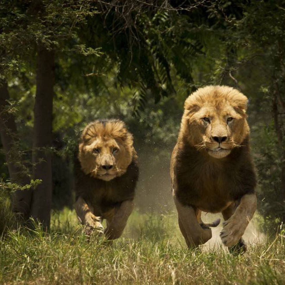 Los leones del Tsavo y otros feroces 'Man-eaters' | El viajero astuto | EL  PAÍS