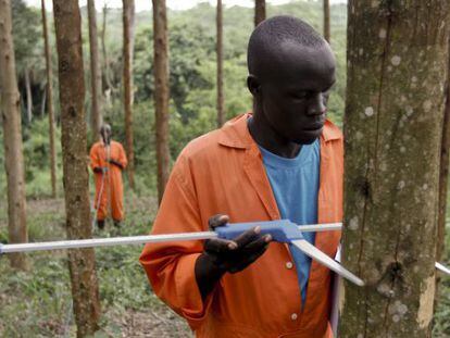 Un trabajador de la brit&aacute;nica New Forests Company mide el tama&ntilde;o de un eucaliptus en una de las plantaciones de la empresa.