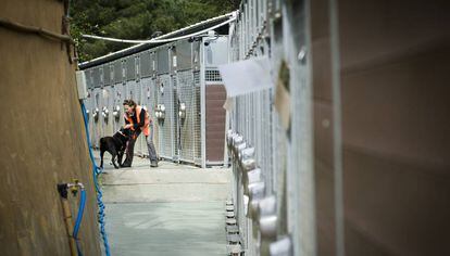 Una volunt&agrave;ria treu a passejar un gos al CAAC.