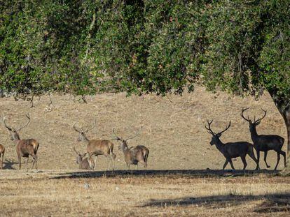 Finca privada en la Sierra de San Pedro, entre las localidades de Villar del Rey (Badajoz) y Aliseda (Cáceres), en Extremadura. 