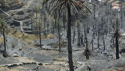 Estado de la zona de El Guro en el municipio de Valle Gran Rey tras el paso del incendio que lleva diez d&iacute;as asolando La Gomera. 