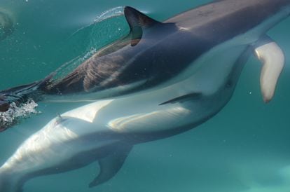 A pair of bottlenose dolphins about to mate.