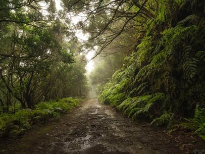 Un camino en el parque rural de Anaga, en la isla de Tenerife.
