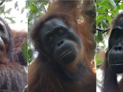 El primer ‘asesinato’ entre orangutanes