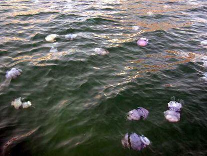 Medusas en aguas del litoral catalán.