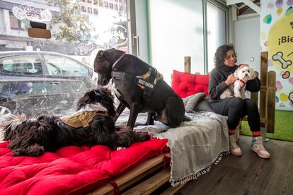 'Sinjin' and 'Zeus' play on one of the beds in the DogHouser nursery, watched over by one of their caretakers. 