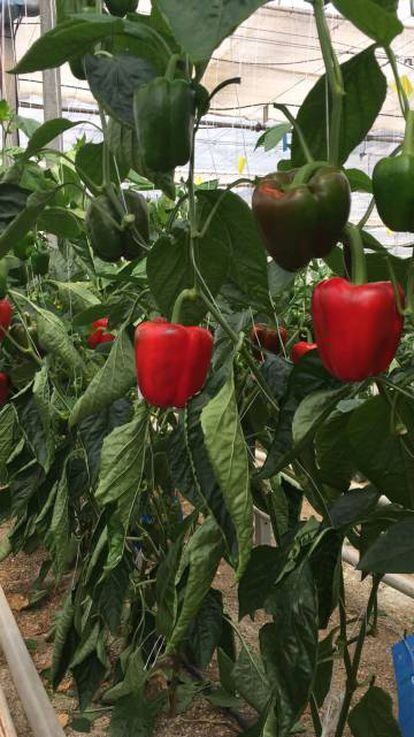 Pimientos abonado con CO2 madurando en uno de los invernaderos de Agrosol, en Almería.