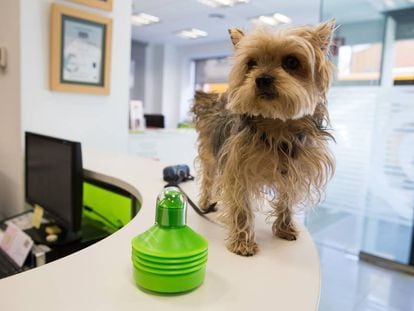 Uno de los perros censado gen&eacute;ticamente en Mislata, Valencia.