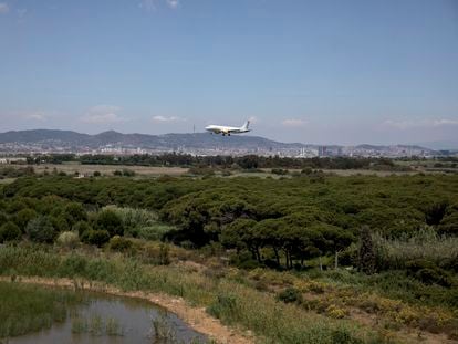 Un avión sobrevuela el espacio natural de La Ricarda antes de aterrizar en El Prat.