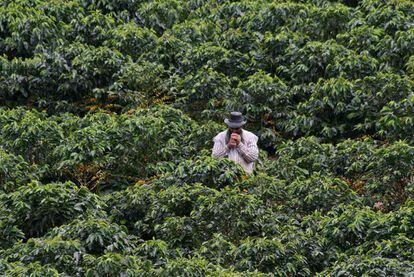 Plantas de café en Colombia.