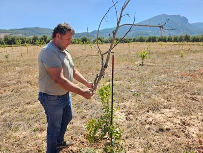 José Luis Fernández, agricultor de Siles (Jaén), muestra los daños en sus cosechas el pasado 17 de julio, en una imagen cedida.