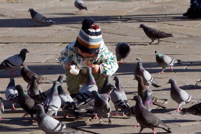 Un niño da de comer a un grupo de palomas en Pontevedra que este viernes presenta un tiempo primaveral.